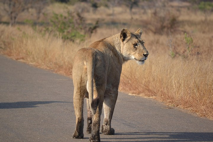 Big 5 safari!